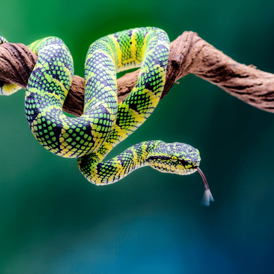 Canyon Critters (Live Reptile Demonstration)