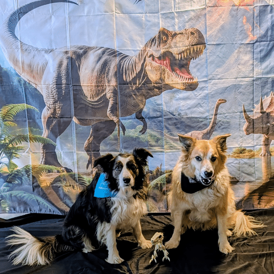 Dog Comedy Show with Denise Gard