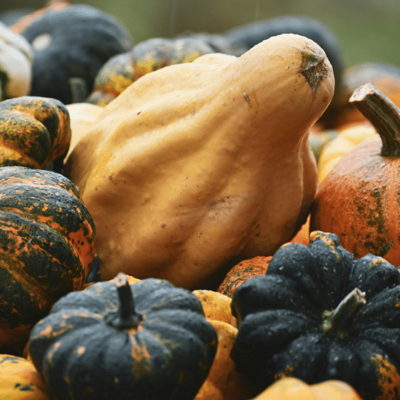 Oh My Gourd: I Have So Many Questions!
